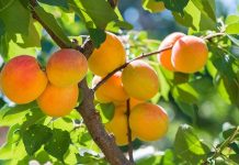 Quả mơ vị thuốc quý từ thiên nhiên.